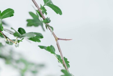 Crataegus monogyna hoogstam 8/10