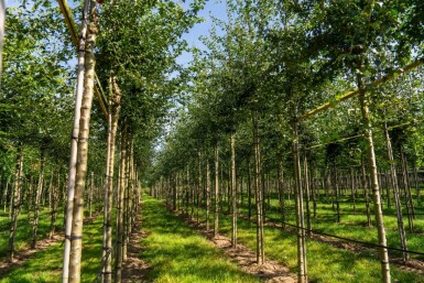 Crataegus monogyna hoogstam 8/10