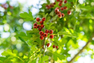 Crataegus monogyna hoogstam 8/10