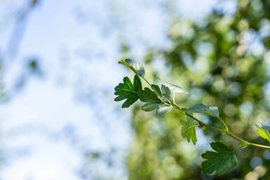 Crataegus monogyna hoogstam 8/10