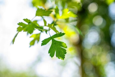 Crataegus monogyna hoogstam 8/10