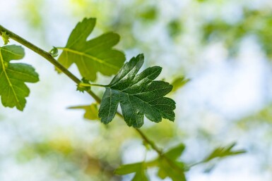 Crataegus monogyna hoogstam 8/10
