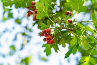 Crataegus monogyna hoogstam 8/10