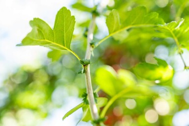 Crataegus monogyna hoogstam 8/10