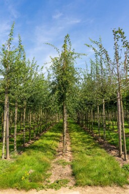 Crataegus monogyna hoogstam 8/10