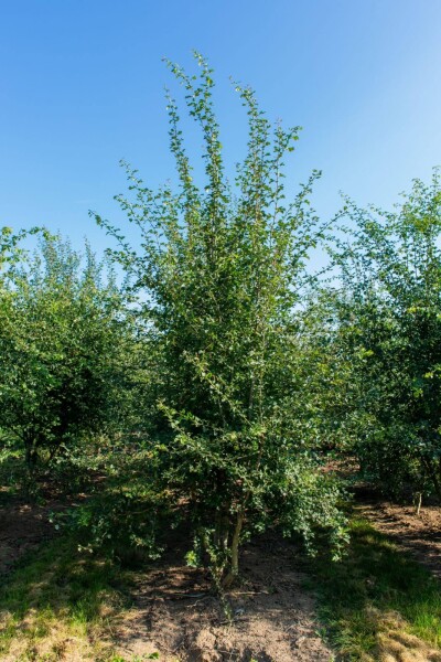 Crataegus monogyna meerstammig 200-250