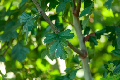 Crataegus monogyna meerstammig