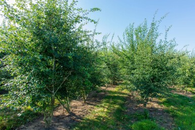 Crataegus monogyna meerstammig 200-250