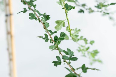 Crataegus monogyna meerstammig 200-250