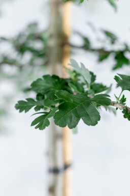 Crataegus monogyna meerstammig 200-250
