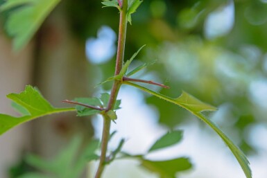 Crataegus monogyna meerstammig 200-250