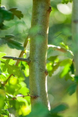 Crataegus monogyna meerstammig 200-250