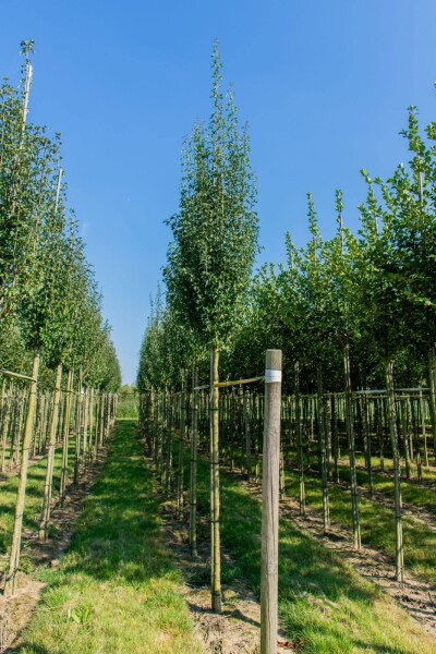 Crataegus monogyna 'Stricta' hoogstam 12/14