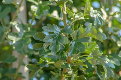 Crataegus monogyna 'Stricta' hoogstam 12/14