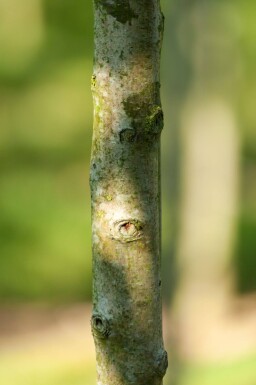 Crataegus monogyna 'Stricta' hoogstam 12/14