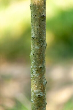 Crataegus monogyna 'Stricta' hoogstam 12/14
