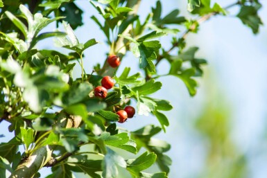 Crataegus monogyna 'Stricta' hoogstam 12/14