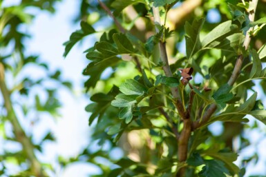Crataegus monogyna 'Stricta' hoogstam 12/14