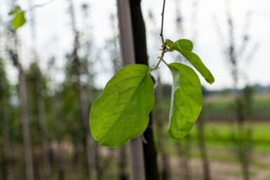 Cydonia oblonga hoogstam 200 cm C9