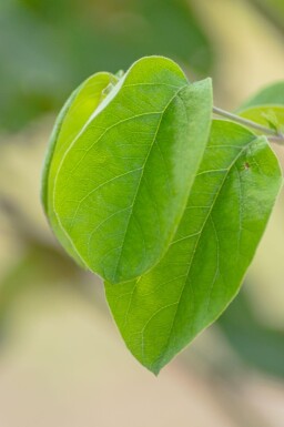 Cydonia oblonga 'Vranja' hoogstam 10/12