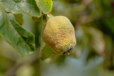 Cydonia oblonga 'Vranja' hoogstam 10/12