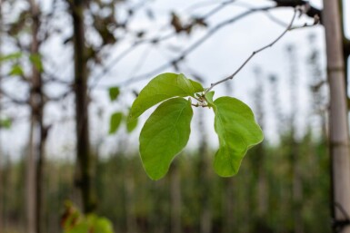 Cydonia oblonga 'Vranja' hoogstam 10/12