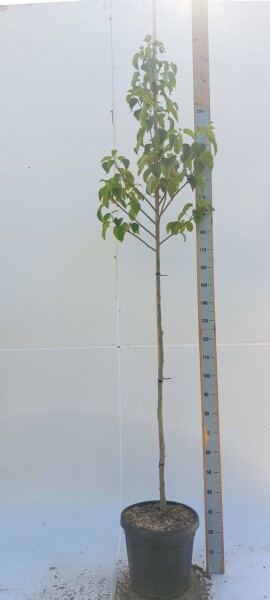 Davidia involucrata hoogstam 14/16