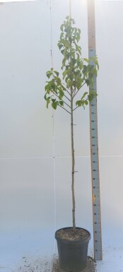 Davidia involucrata hoogstam