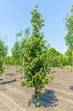 Davidia involucrata hoogstam