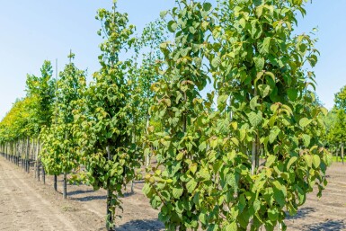 Davidia involucrata hoogstam 14/16