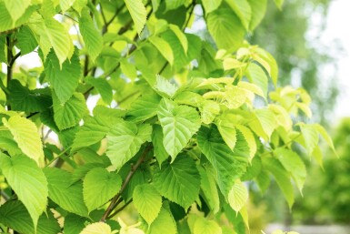 Davidia involucrata hoogstam 14/16