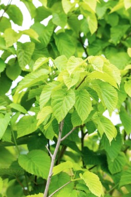 Davidia involucrata hoogstam 14/16