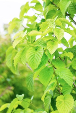 Davidia involucrata hoogstam 14/16