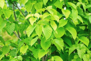Davidia involucrata hoogstam 14/16