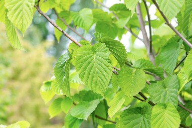 Davidia involucrata hoogstam 14/16