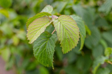 Davidia involucrata hoogstam 14/16