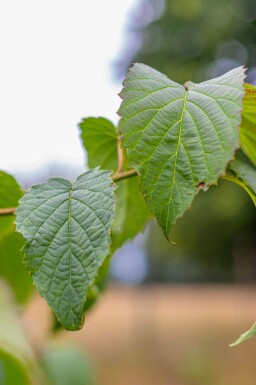Davidia involucrata hoogstam 14/16
