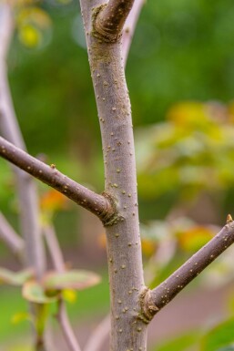 Davidia involucrata hoogstam 14/16