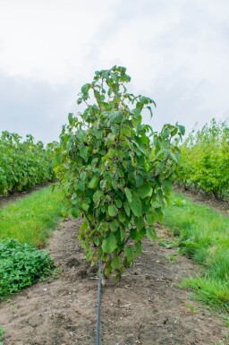 Davidia involucrata meerstammig