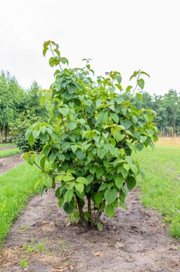 Davidia involucrata meerstammig
