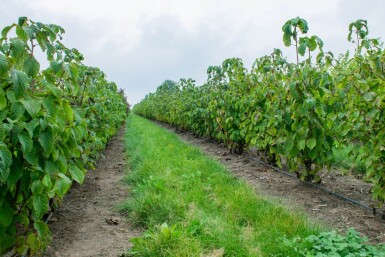 Davidia involucrata meerstammig 300-350