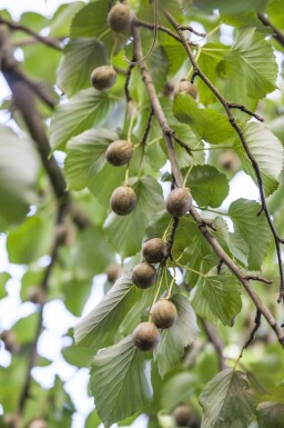 Davidia involucrata meerstammig 300-350