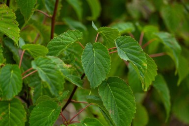 Davidia involucrata meerstammig 300-350