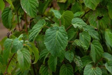 Davidia involucrata meerstammig 300-350