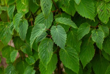 Davidia involucrata meerstammig 300-350