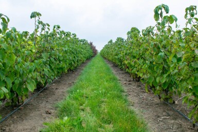 Davidia involucrata meerstammig 300-350