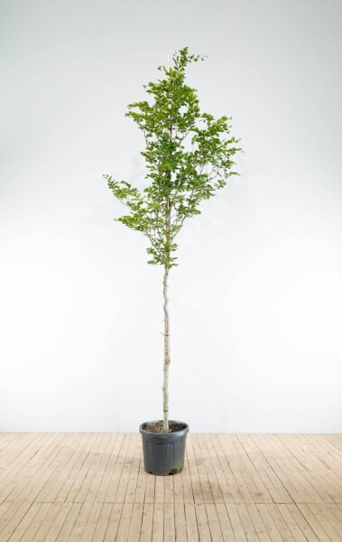 Fagus sylvatica hoogstam 20/25