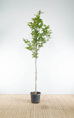 Fagus sylvatica hoogstam