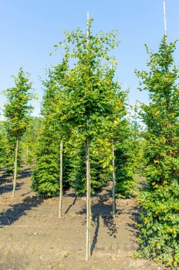 Fagus sylvatica hoogstam