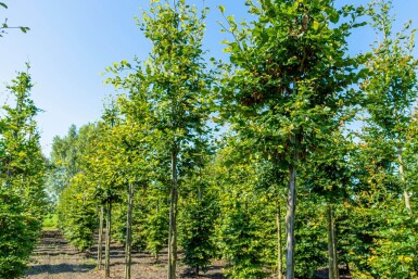 Fagus sylvatica hoogstam 20/25
